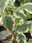 Preview: Cornus kousa Peve Sammy - Japanischer Blumenhartriegel - 100-120cm